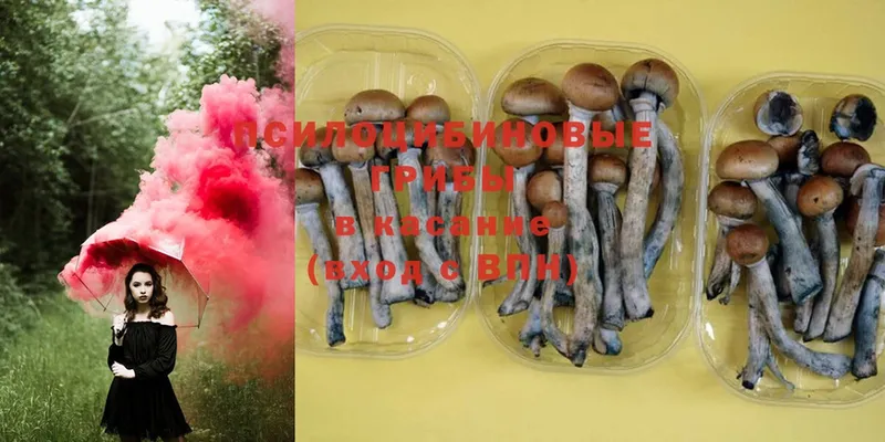 продажа наркотиков  MEGA сайт  Псилоцибиновые грибы Magic Shrooms  Козельск 